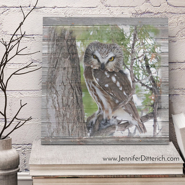 Northern Saw-Whet Owl Canvas Print - Jennifer Ditterich Designs