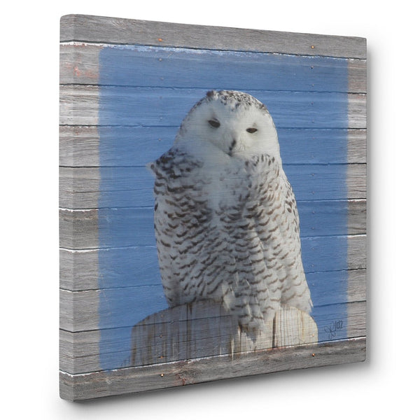 Snowy Owl Canvas Print - Jennifer Ditterich Designs