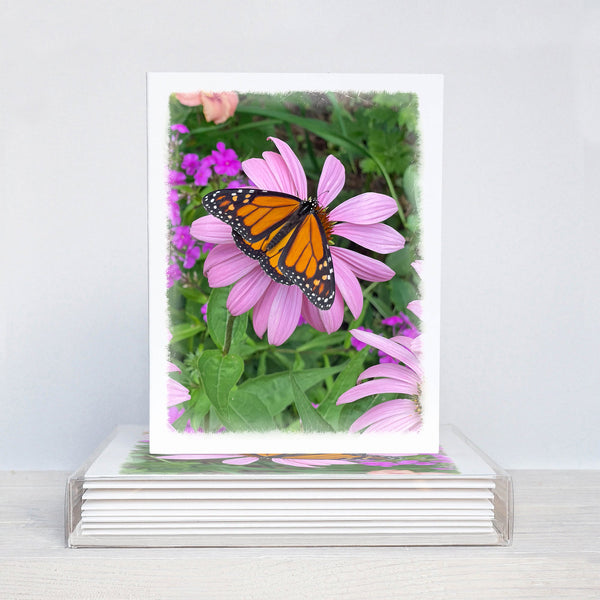 Monarch Butterfly Boxed Note Card Set - Jennifer Ditterich Designs