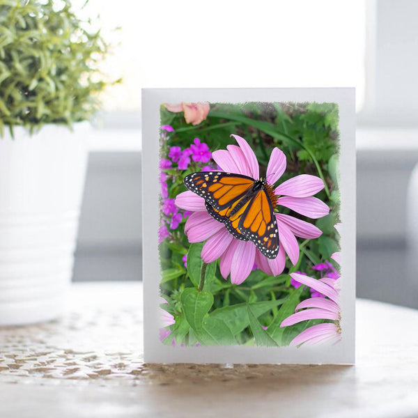 Monarch Butterfly Boxed Note Card Set - Jennifer Ditterich Designs