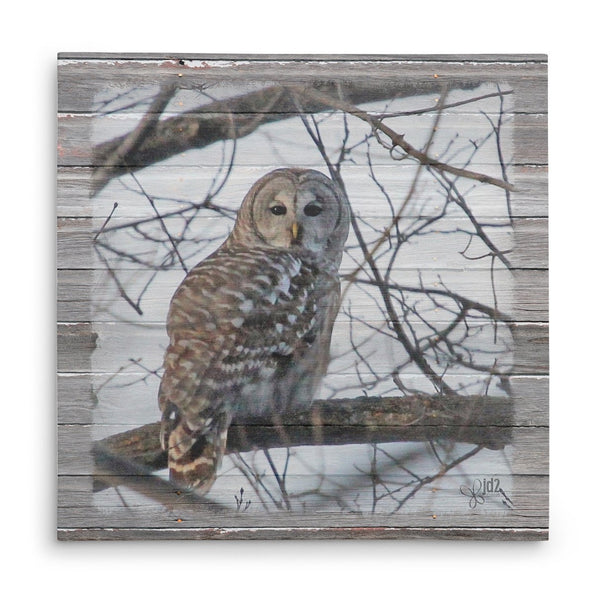 Barred Owl Canvas Print - Jennifer Ditterich Designs