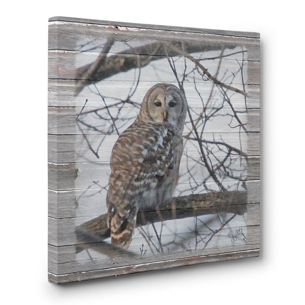 Barred Owl Canvas Print - Jennifer Ditterich Designs