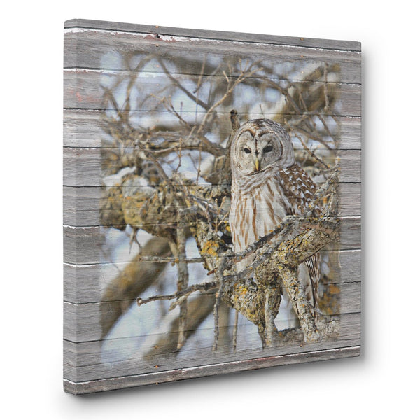 Barred Owl in Mossy Oak Tree - Canvas Print - Jennifer Ditterich Designs