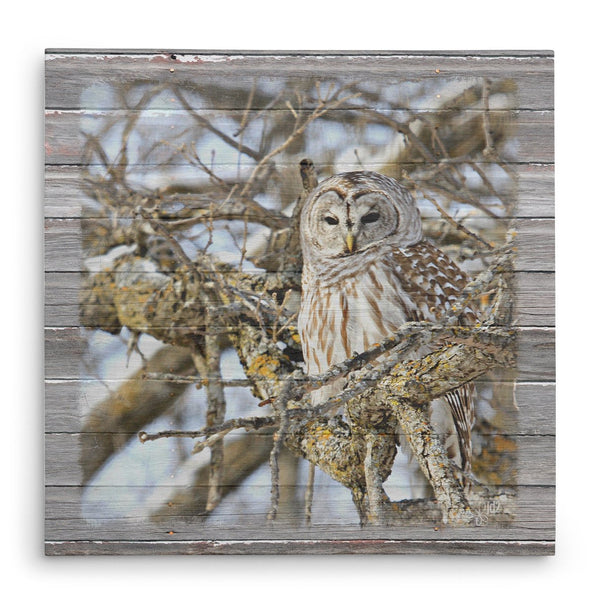 Barred Owl in Mossy Oak Tree - Canvas Print - Jennifer Ditterich Designs