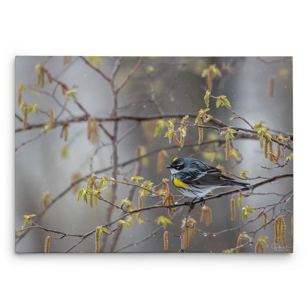 Blending In - Canvas Bird Print - Jennifer Ditterich Designs