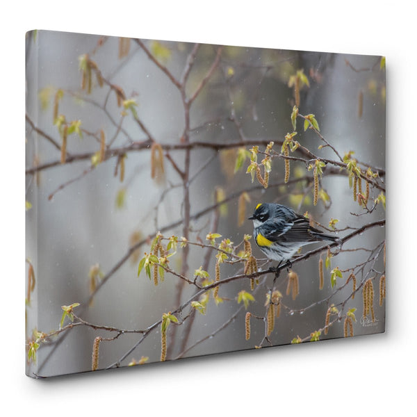 Blending In - Canvas Bird Print - Jennifer Ditterich Designs