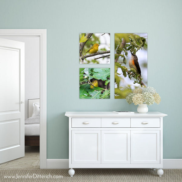 Cedar Waxwing - Canvas Bird Print - Jennifer Ditterich Designs