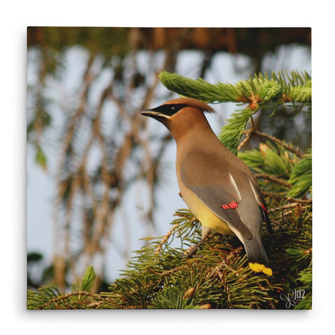 Cedar Waxwing - Canvas Bird Print - Jennifer Ditterich Designs