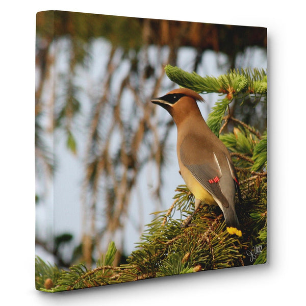 Cedar Waxwing - Canvas Bird Print - Jennifer Ditterich Designs