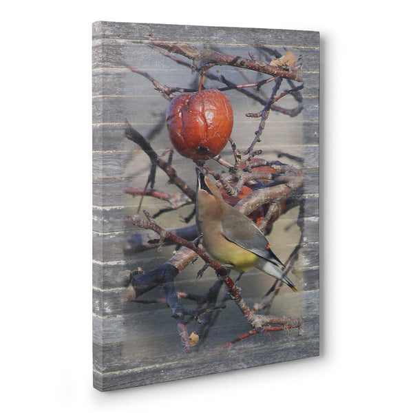 Cedar Waxwing With Apple Canvas Print - Jennifer Ditterich Designs