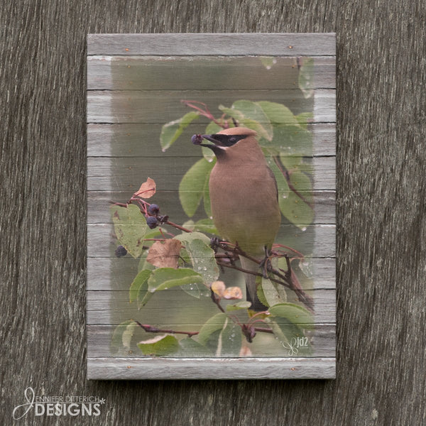 Cedar Waxwing with Berry Canvas Print - Jennifer Ditterich Designs
