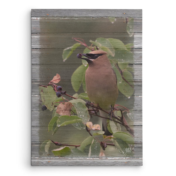 Cedar Waxwing with Berry Canvas Print - Jennifer Ditterich Designs
