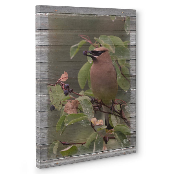 Cedar Waxwing with Berry Canvas Print - Jennifer Ditterich Designs