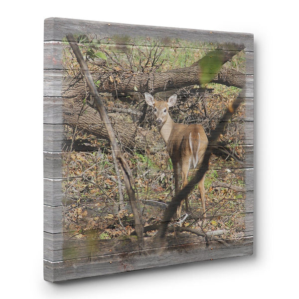 Discovered - Deer in Woods Canvas Print - Jennifer Ditterich Designs