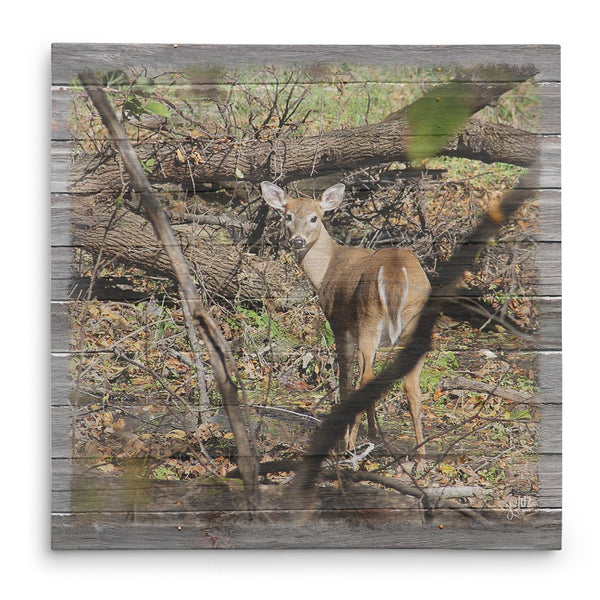 Discovered - Deer in Woods Canvas Print - Jennifer Ditterich Designs