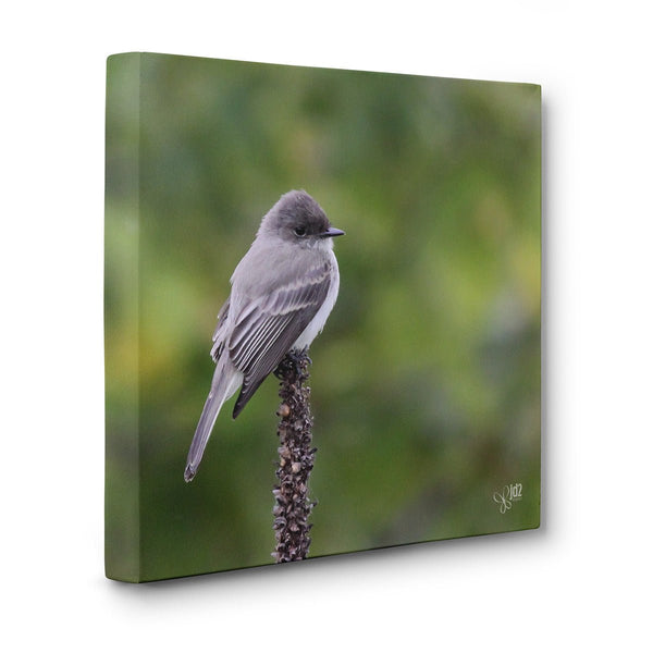Eastern Phoebe - Canvas Bird Print - Jennifer Ditterich Designs