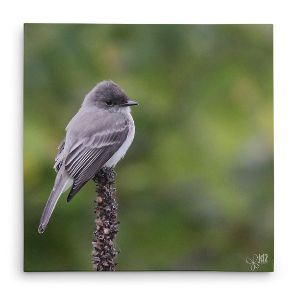 Eastern Phoebe - Canvas Bird Print - Jennifer Ditterich Designs