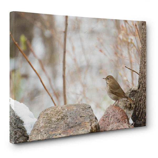 Enchanted View - Canvas Bird Print - Jennifer Ditterich Designs