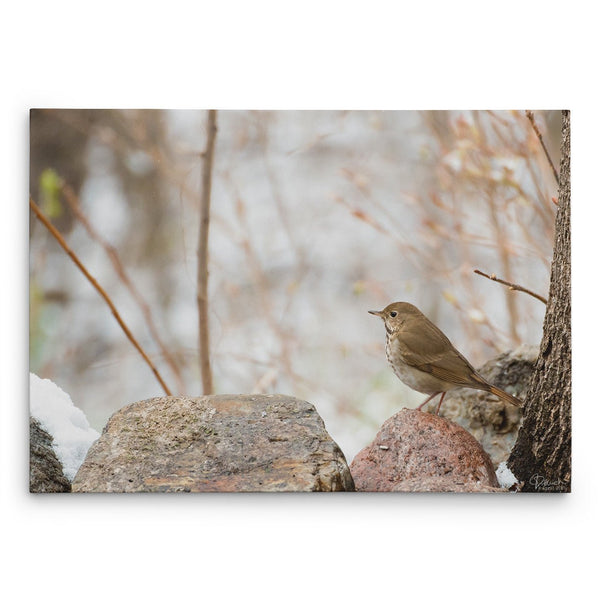 Enchanted View - Canvas Bird Print - Jennifer Ditterich Designs