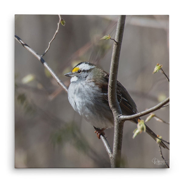 Enjoying the Sunshine - Canvas Bird Print - Jennifer Ditterich Designs