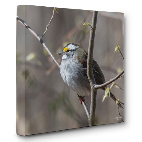Enjoying the Sunshine - Canvas Bird Print - Jennifer Ditterich Designs
