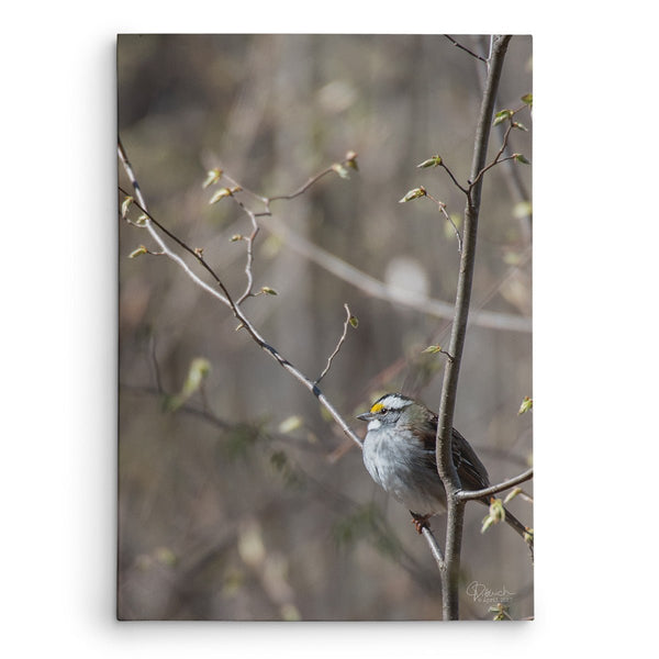 Enjoying the Sunshine - Canvas Bird Print - Jennifer Ditterich Designs