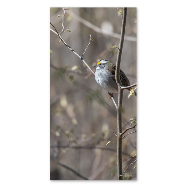Enjoying the Sunshine - Canvas Bird Print - Jennifer Ditterich Designs