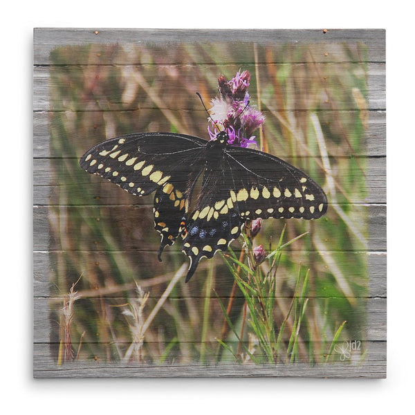 Male Black Swallowtail On Thistle Canvas Print - Jennifer Ditterich Designs