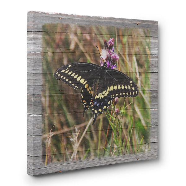 Male Black Swallowtail On Thistle Canvas Print - Jennifer Ditterich Designs