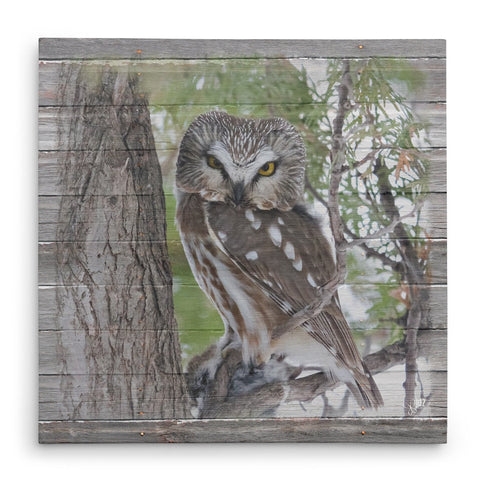 Northern Saw-Whet Owl Canvas Print - Jennifer Ditterich Designs