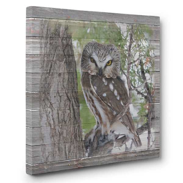 Northern Saw-Whet Owl Canvas Print - Jennifer Ditterich Designs