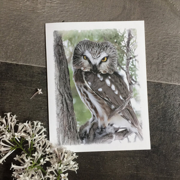 Owl Note Card Set - Jennifer Ditterich Designs