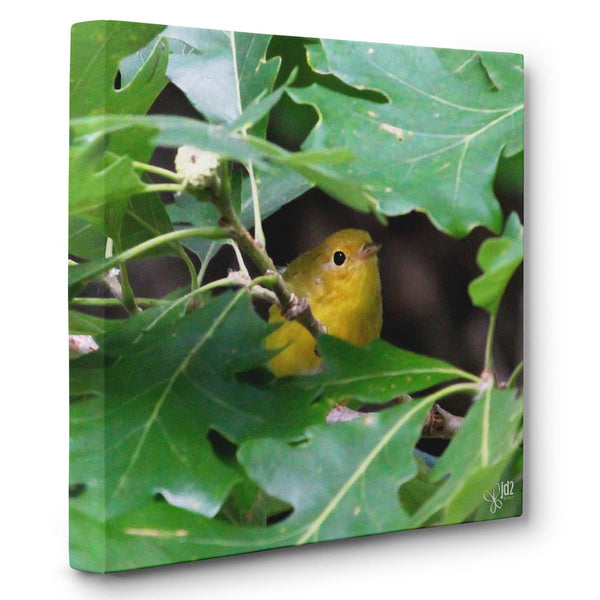 Peek-A-Boo - Canvas Bird Print - Jennifer Ditterich Designs