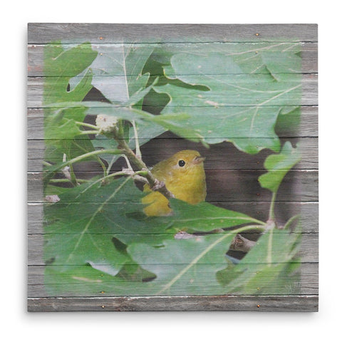 Peek-A-Boo Yellow Warbler Canvas Print - Jennifer Ditterich Designs