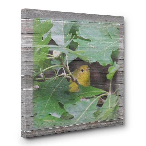 Peek-A-Boo Yellow Warbler Canvas Print - Jennifer Ditterich Designs