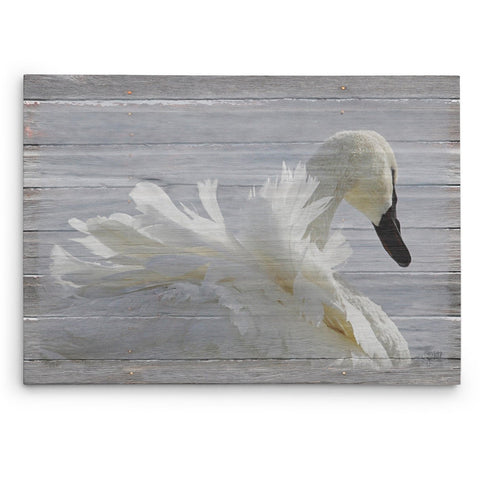 Ruffled Feathers Swan Canvas Print - Jennifer Ditterich Designs