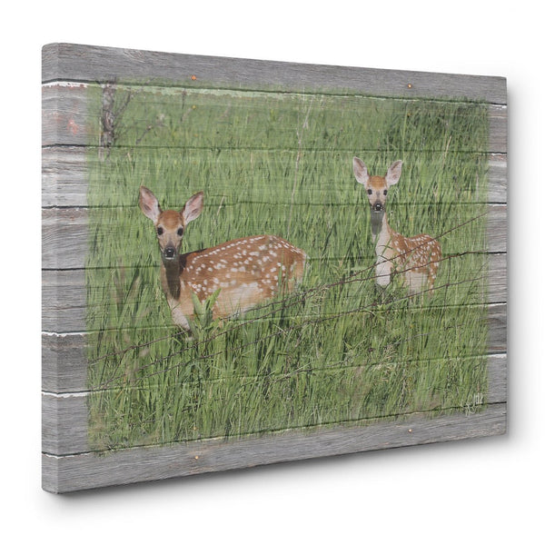 Seeing Double - Canvas Print of Twin Fawns - Jennifer Ditterich Designs