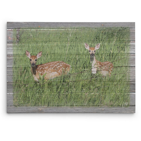 Seeing Double - Canvas Print of Twin Fawns - Jennifer Ditterich Designs