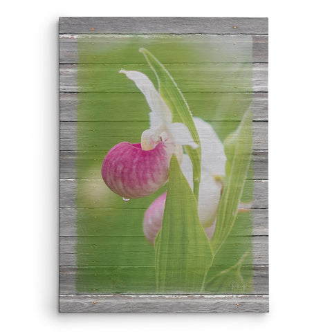 Showy Lady's Slipper Canvas Print - Jennifer Ditterich Designs