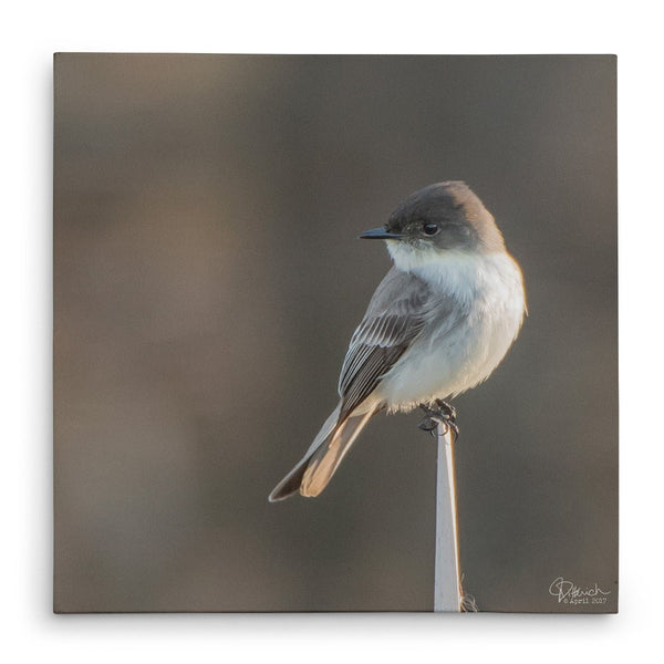 Sitting Pretty - Canvas Bird Print - Jennifer Ditterich Designs