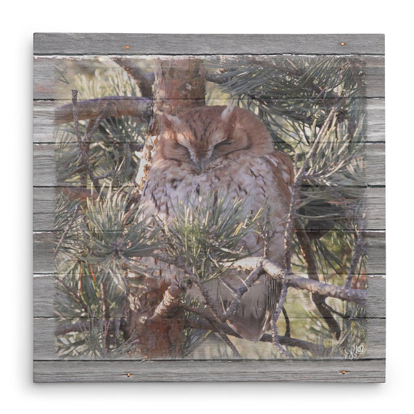 Sleepy Owl Canvas Print - Jennifer Ditterich Designs