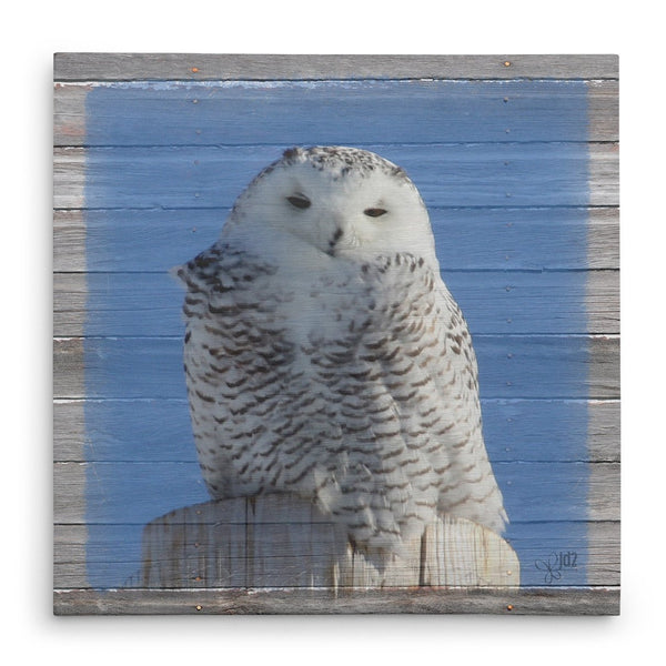 Snowy Owl Canvas Print - Jennifer Ditterich Designs