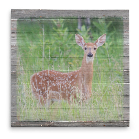 Spotted - Fawn in Spring Canvas Print - Jennifer Ditterich Designs
