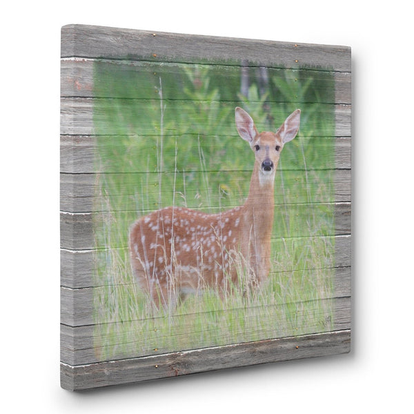 Spotted - Fawn in Spring Canvas Print - Jennifer Ditterich Designs
