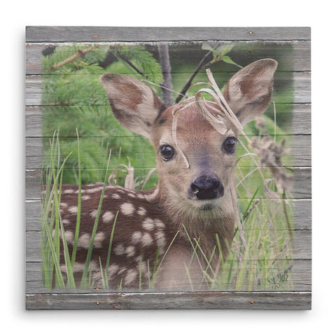 Springtime Fawn Canvas Print - Jennifer Ditterich Designs