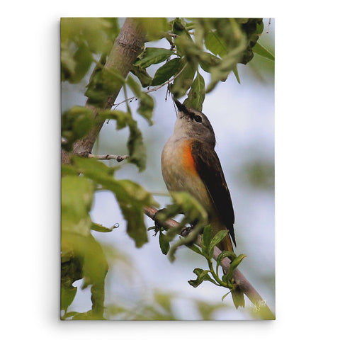 Springtime Visitor - Canvas Bird Print - Jennifer Ditterich Designs