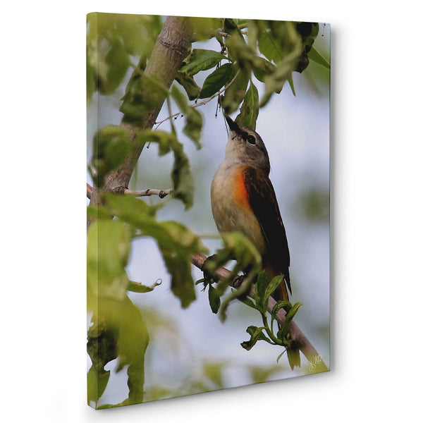 Springtime Visitor - Canvas Bird Print - Jennifer Ditterich Designs
