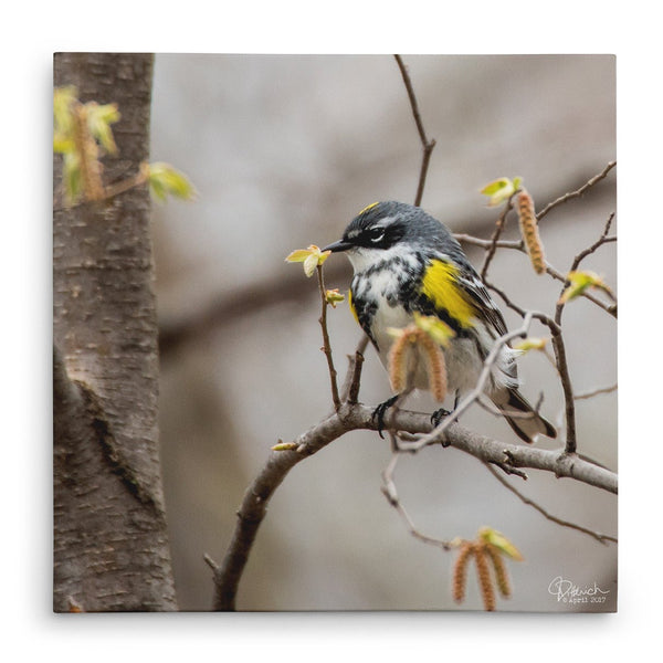 Surrounded by Spring - Canvas Bird Print - Jennifer Ditterich Designs