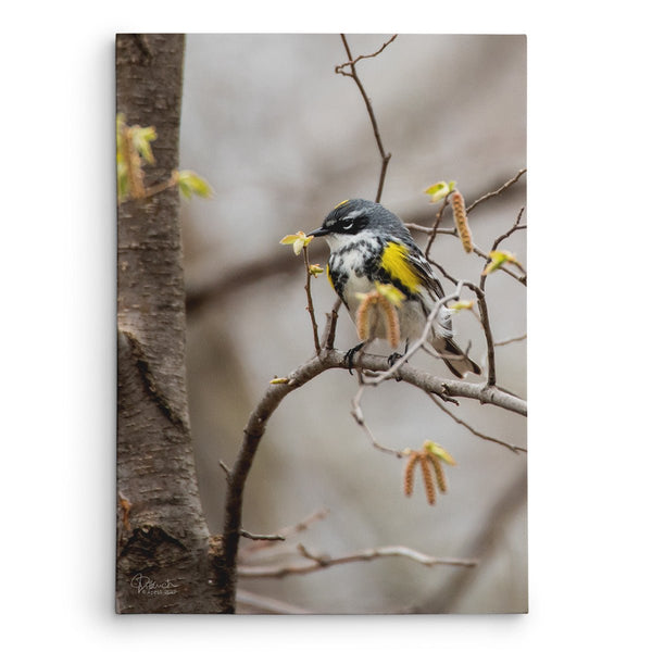 Surrounded by Spring - Canvas Bird Print - Jennifer Ditterich Designs