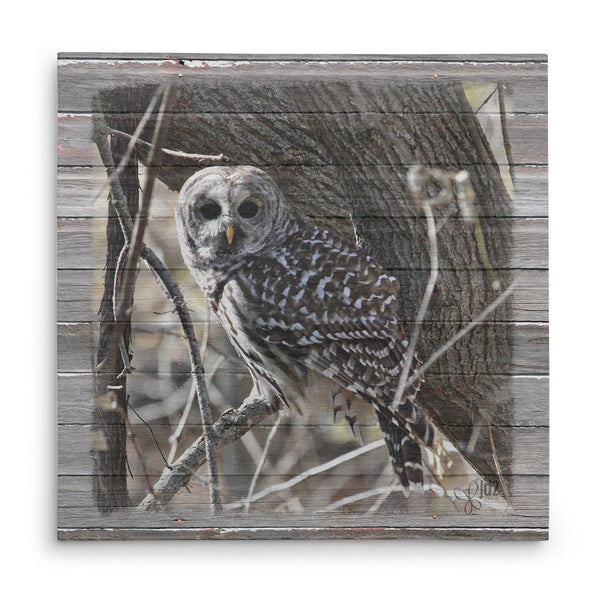 Wary Barred Owl Canvas Print - Jennifer Ditterich Designs
